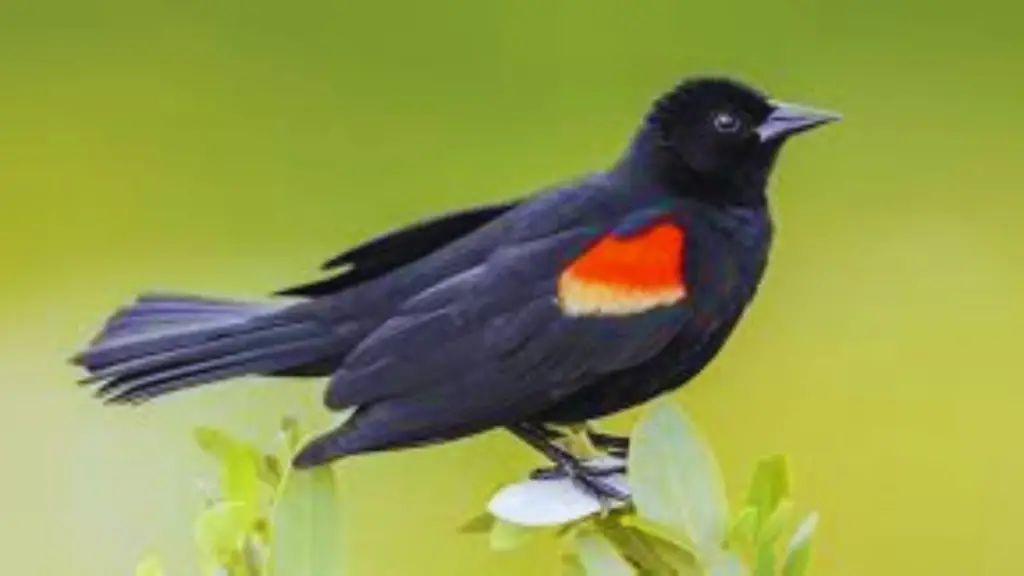Red-Winged Blackbird Spiritual Meaning 