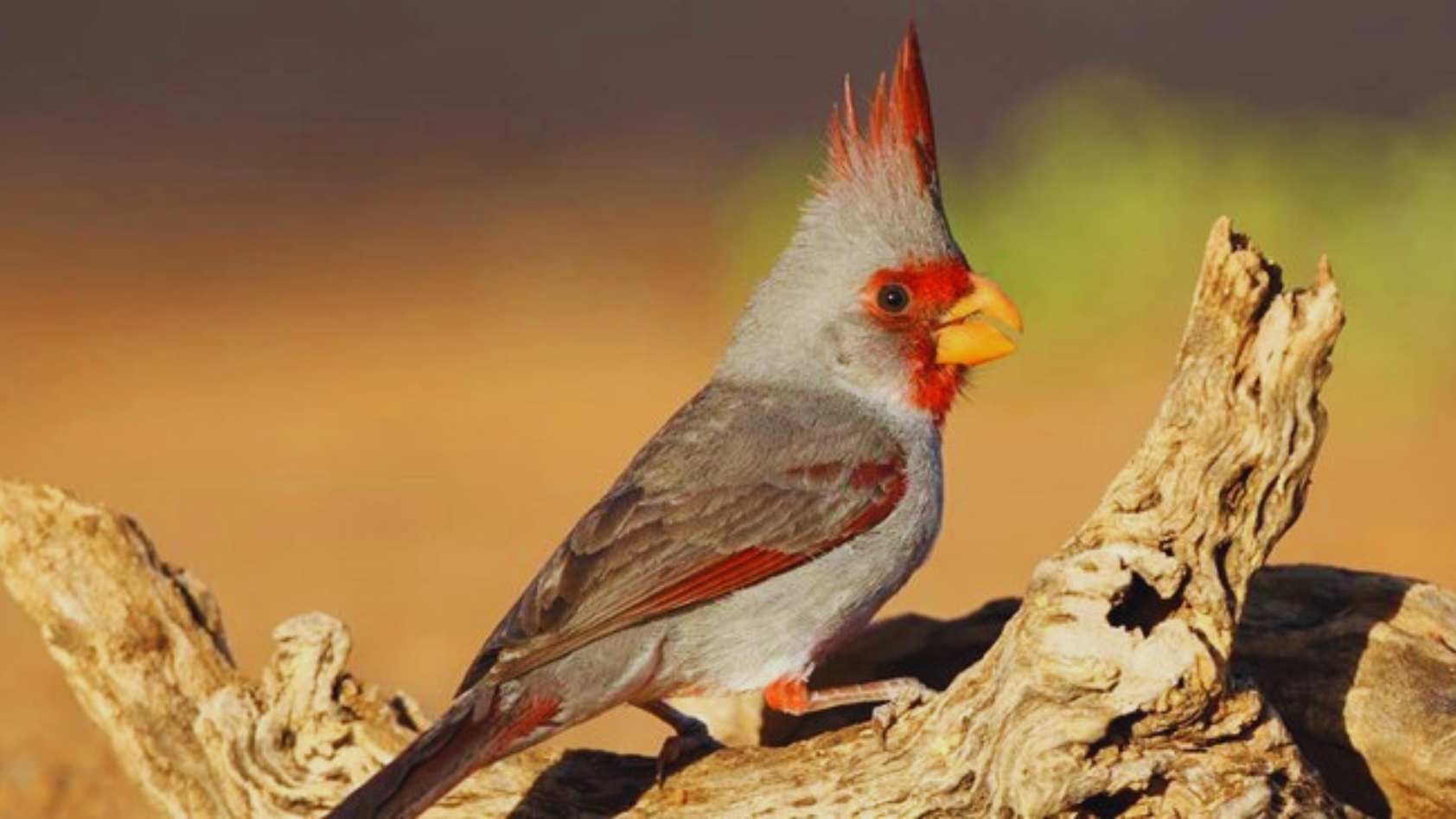 Unveiling the 7 Most Stunning Types of Cardinals! - Chirper Birds