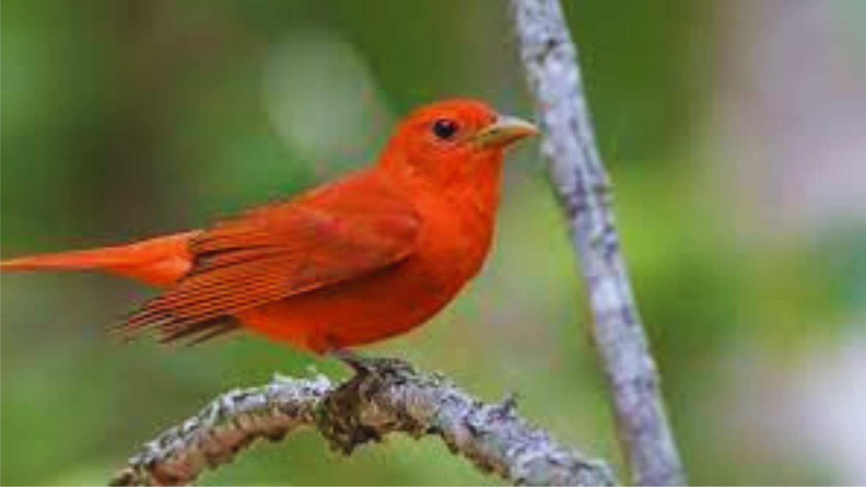 Unveiling the 7 Most Stunning Types of Cardinals! Chirper Birds