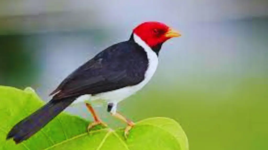 Thick-billed Cardinal