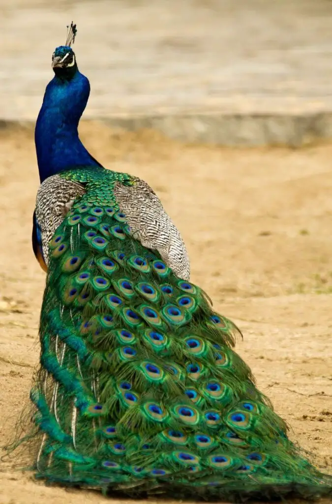  Tail Feathers