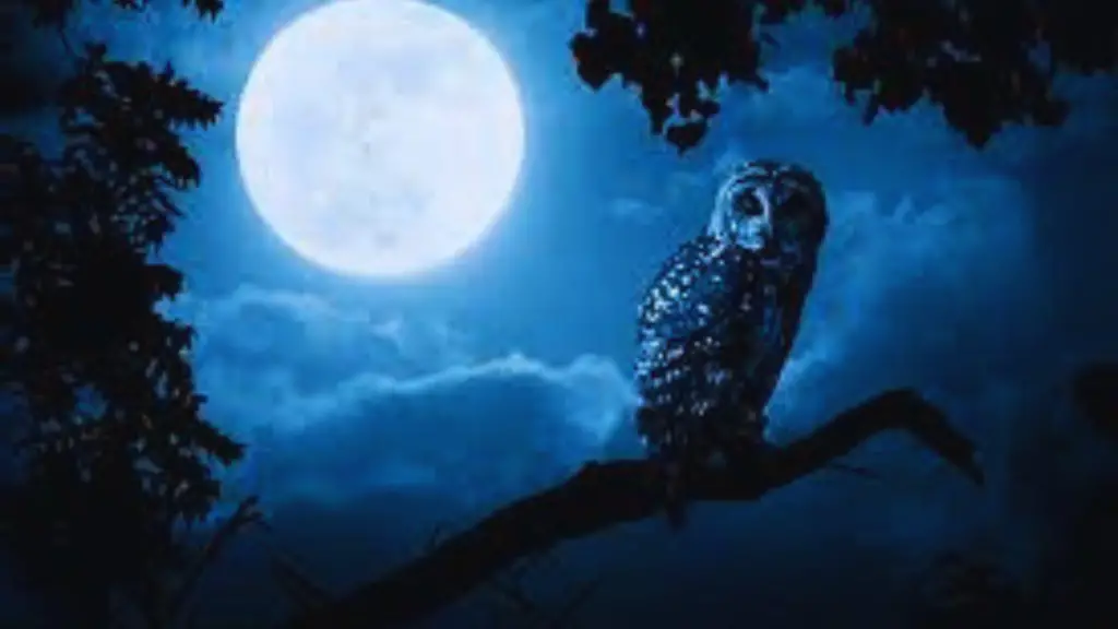 Can Owls See in the Dark