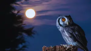 Can Owls See in the Dark