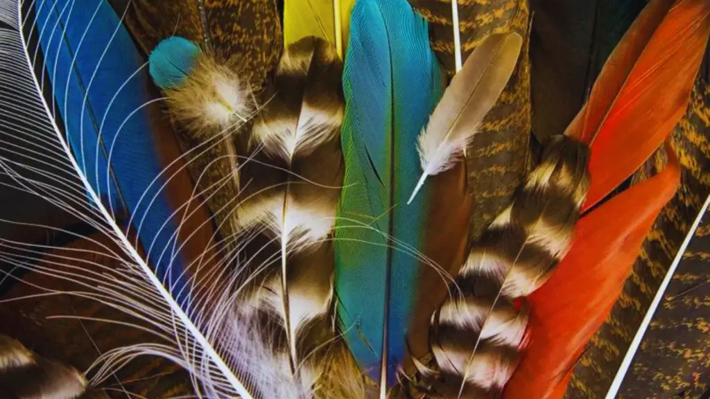 How to Identify Bird Feathers