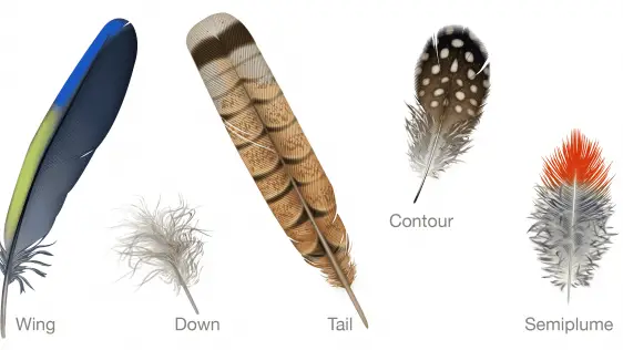 How to Identify Bird Feathers