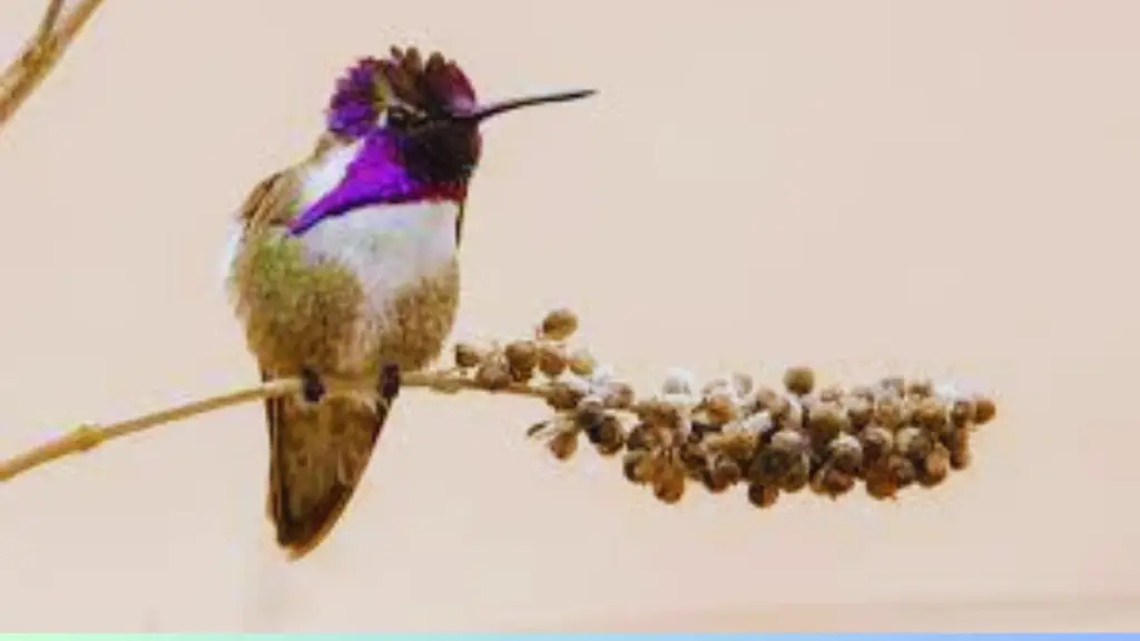 Costa’s Hummingbird