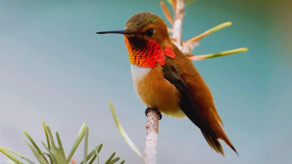 Hummingbirds in California