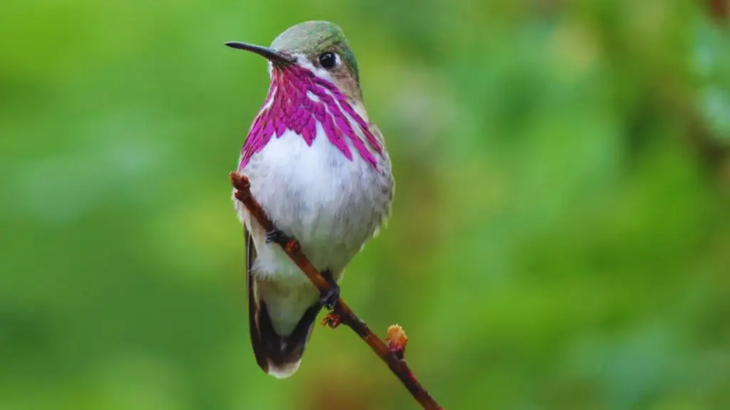 Calliope Hummingbird