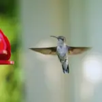 Hummingbirds in California