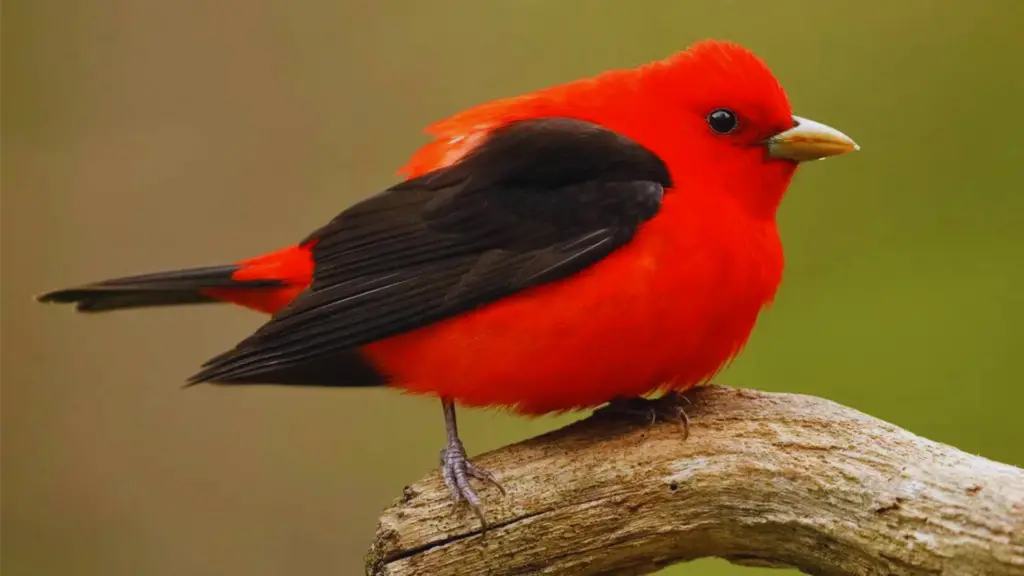 Scarlet Tanager