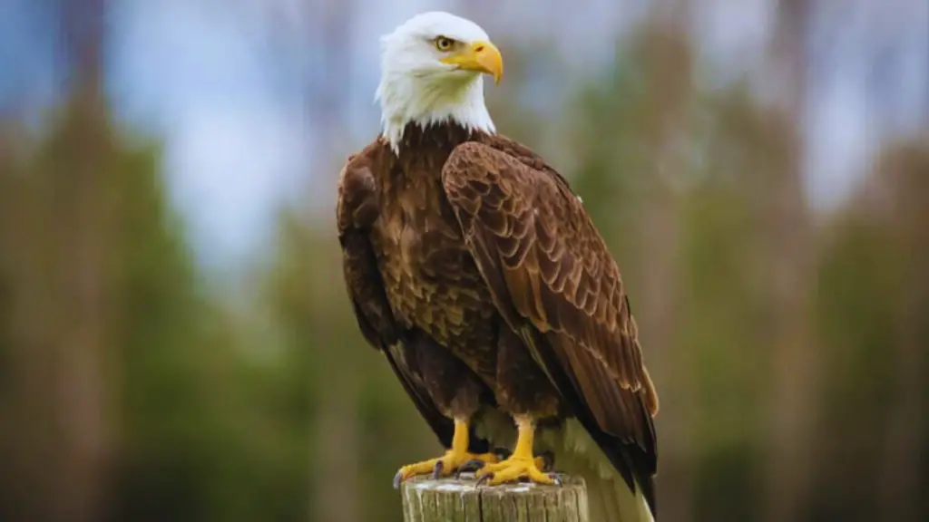 Bald Eagle