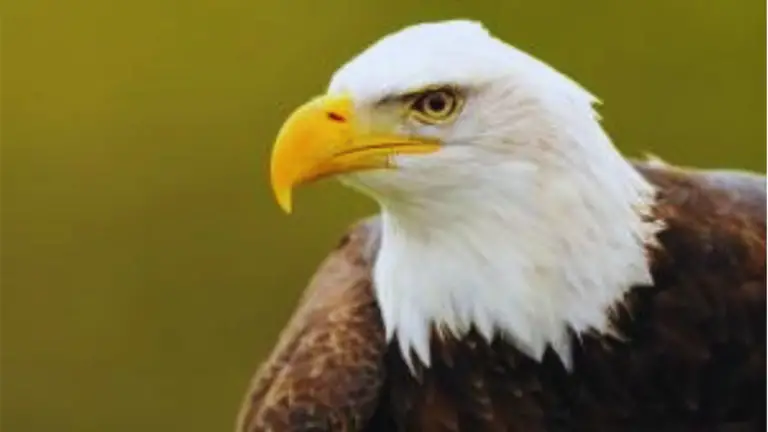 Bald Eagles Have White Heads