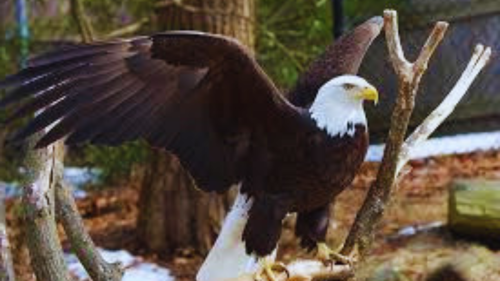 Unveiling the Surprising Truth Do All Bald Eagles Have White Heads