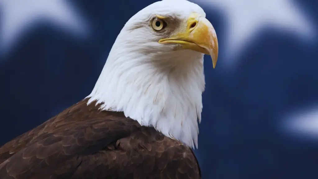 Do All Bald Eagles Have White Heads