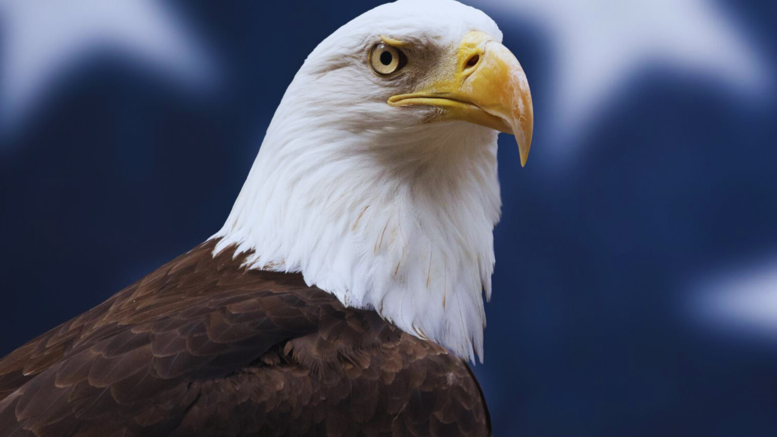 Unveiling the Surprising Truth: Do All Bald Eagles Have White Heads ...