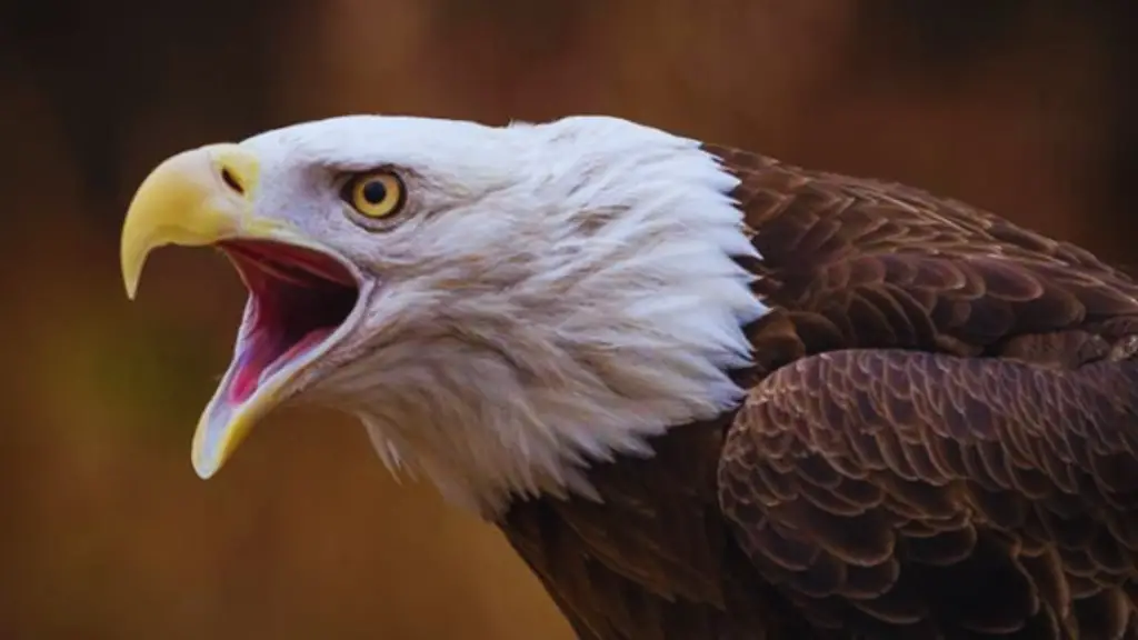Do All Bald Eagles Have White Heads