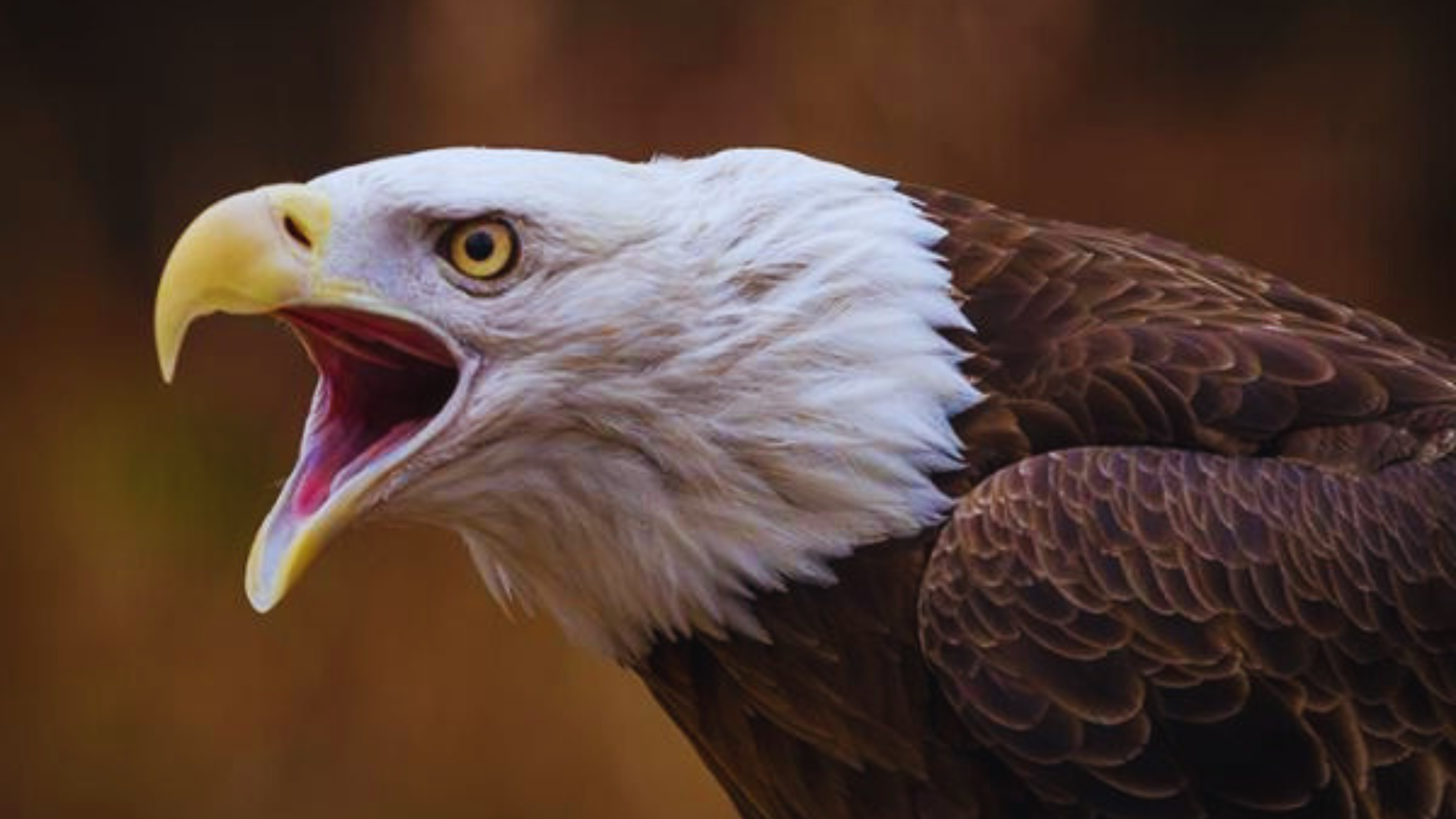 Unveiling the Surprising Truth Do All Bald Eagles Have White Heads