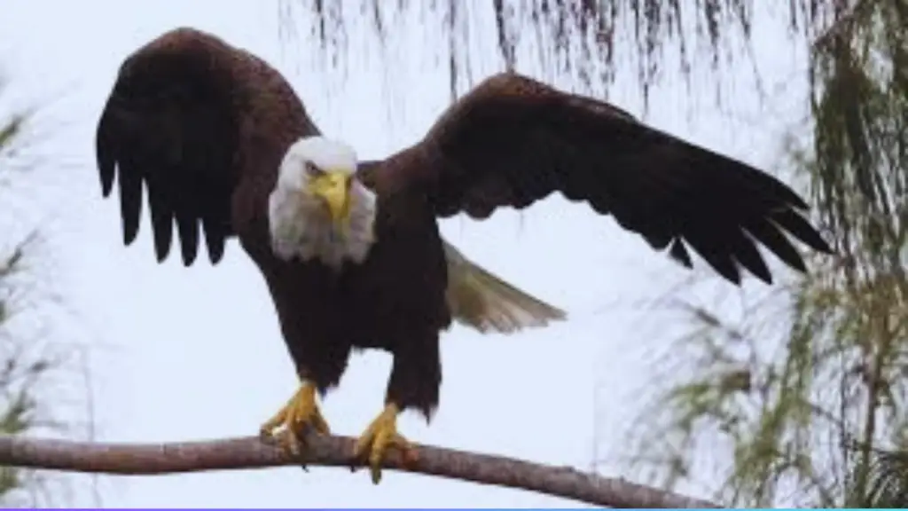 Do Bald Eagles Attack Humans