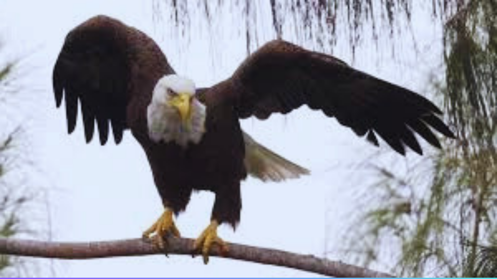 Do Bald Eagles Attack Humans? - Chirper Birds