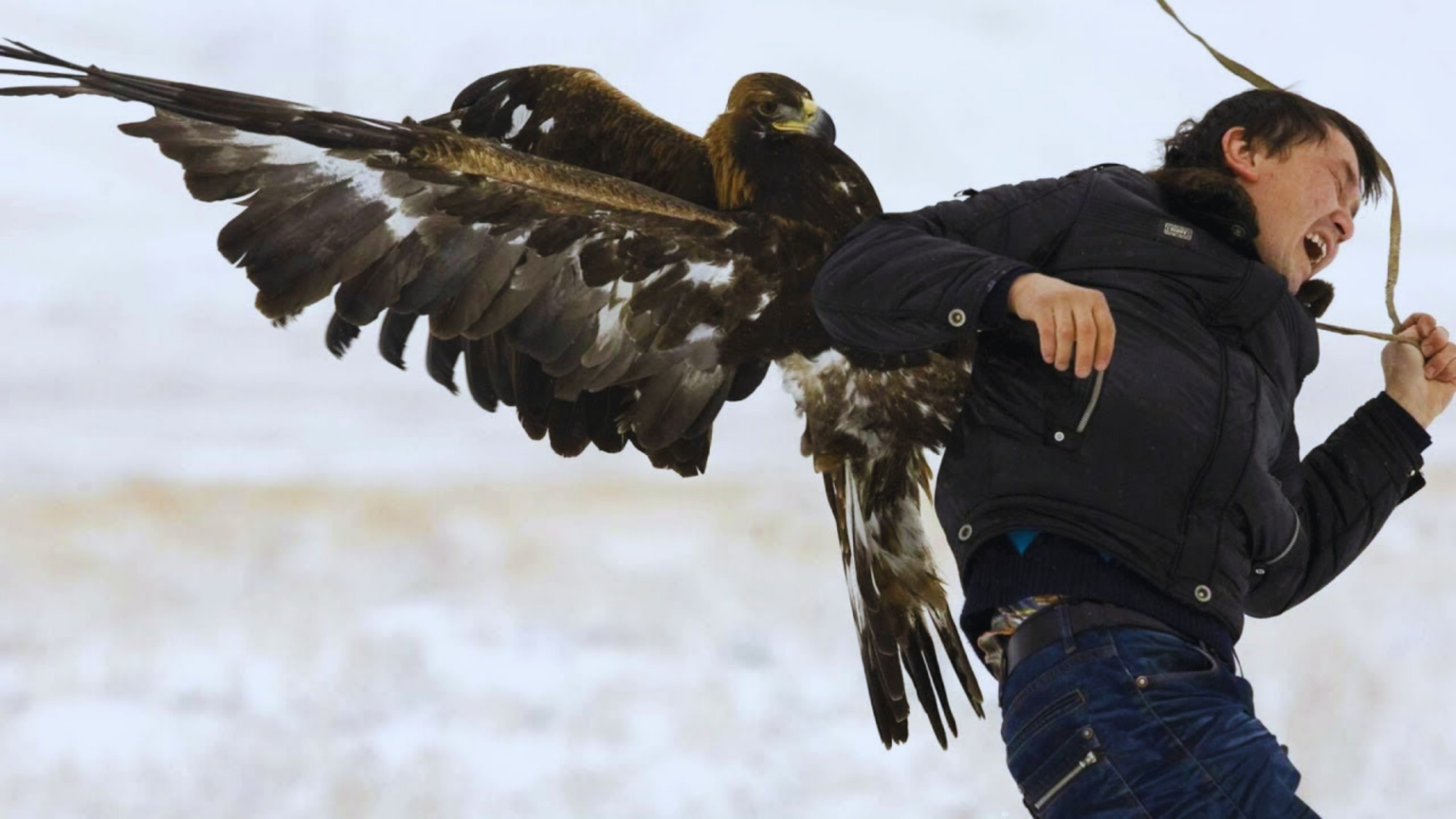 Do Bald Eagles Attack Humans? Chirper Birds