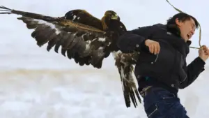 Do Bald Eagles Attack Humans