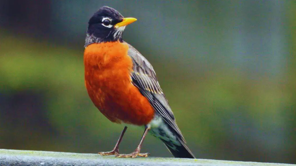 Red Birds in Texas