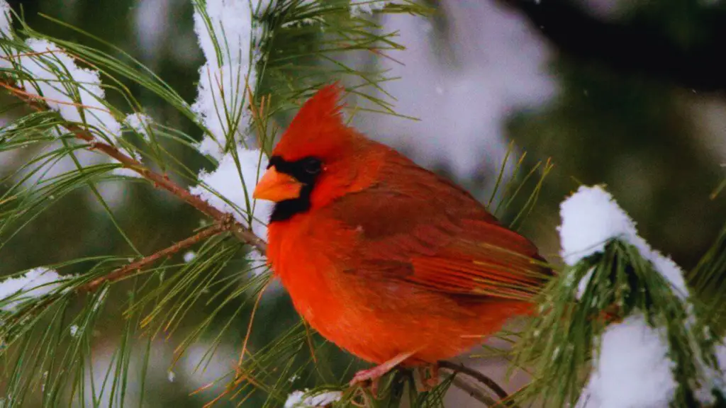 Red Birds in Texas