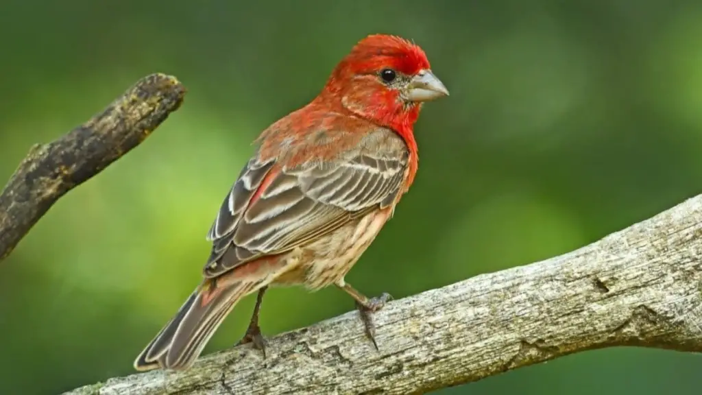 Red Birds In Texas