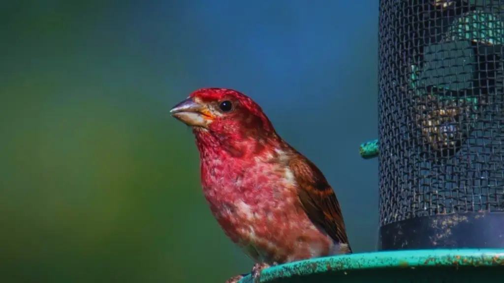 Red Birds In Texas