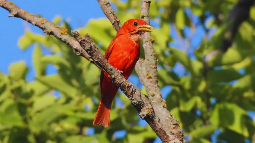 Red Birds In Texas