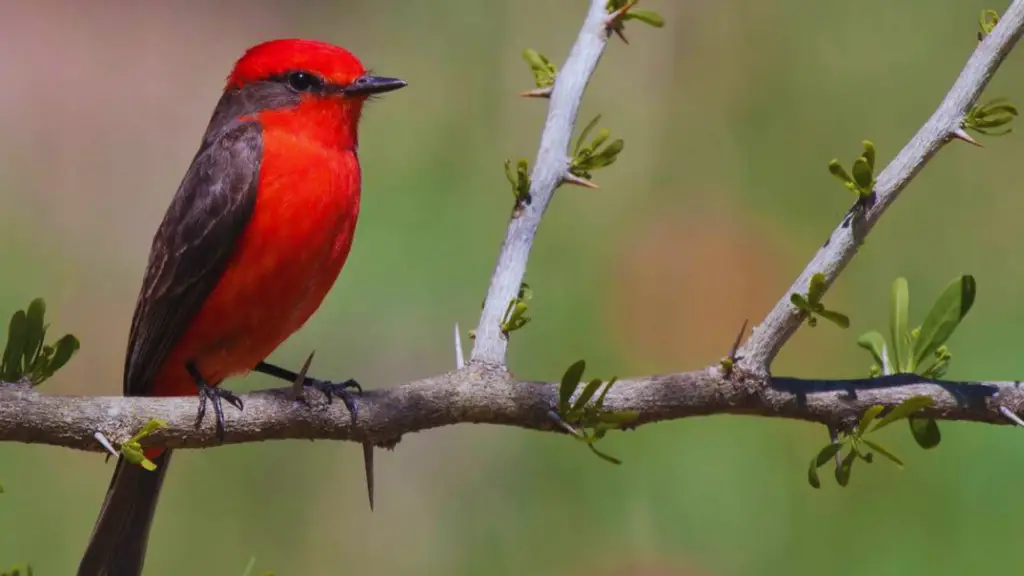 Red Birds In Texas