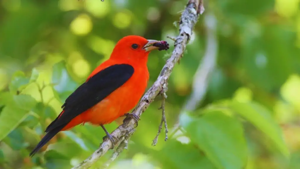 Red Birds In Texas