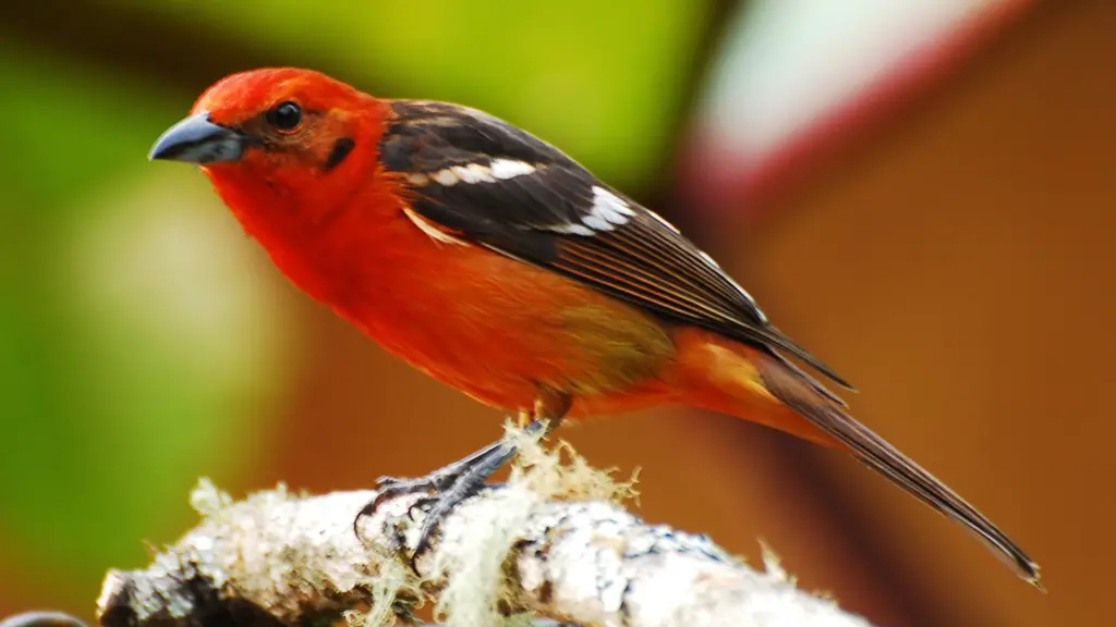 Red Birds In Texas