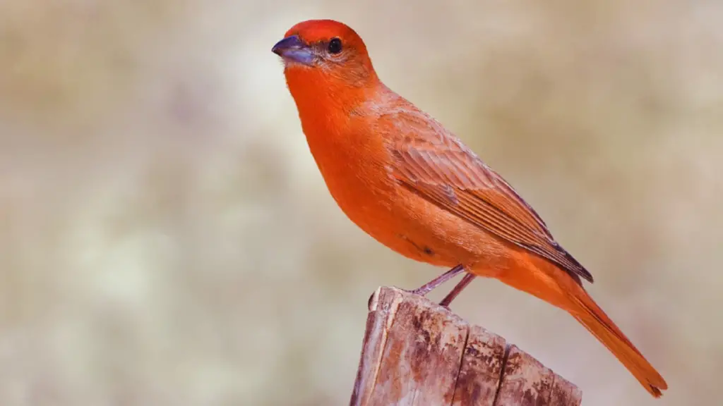 Red Birds In Texas