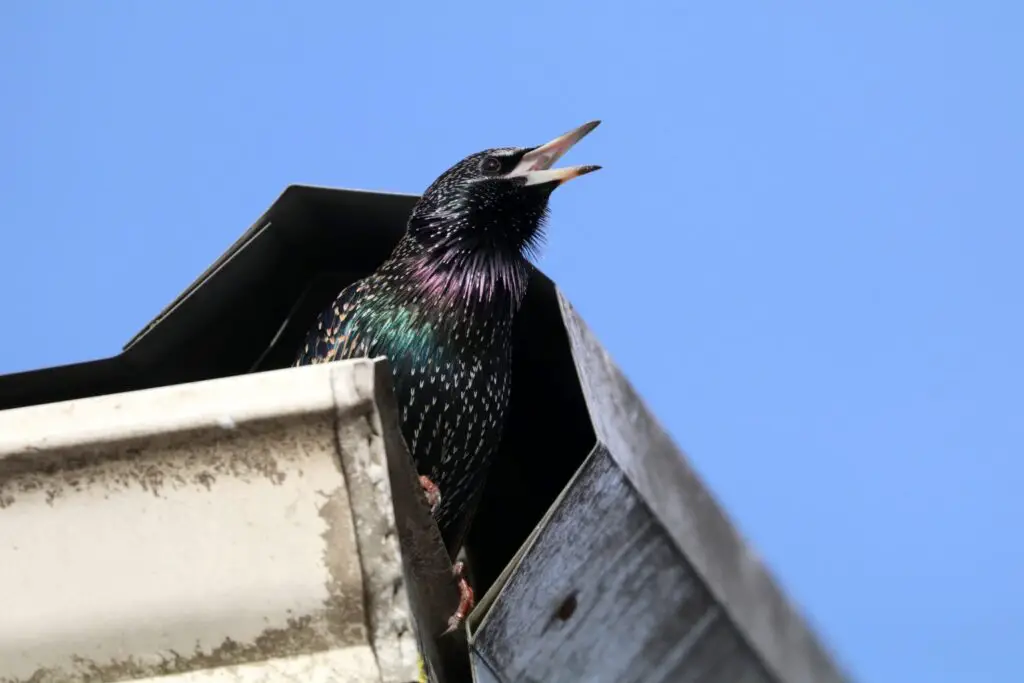 Baby Starling Food