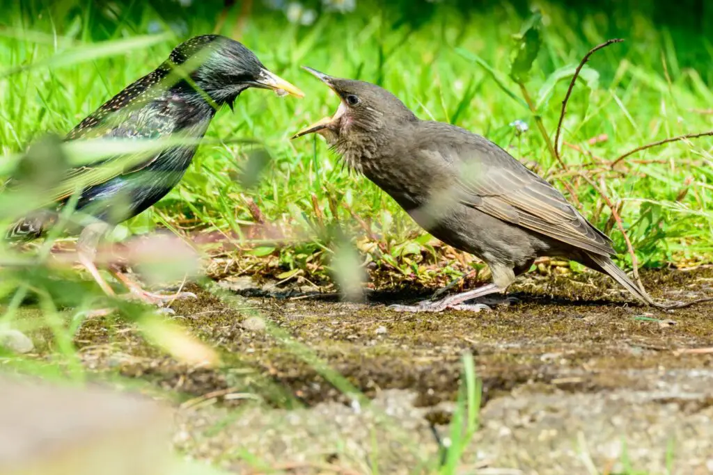 Baby Starling Food