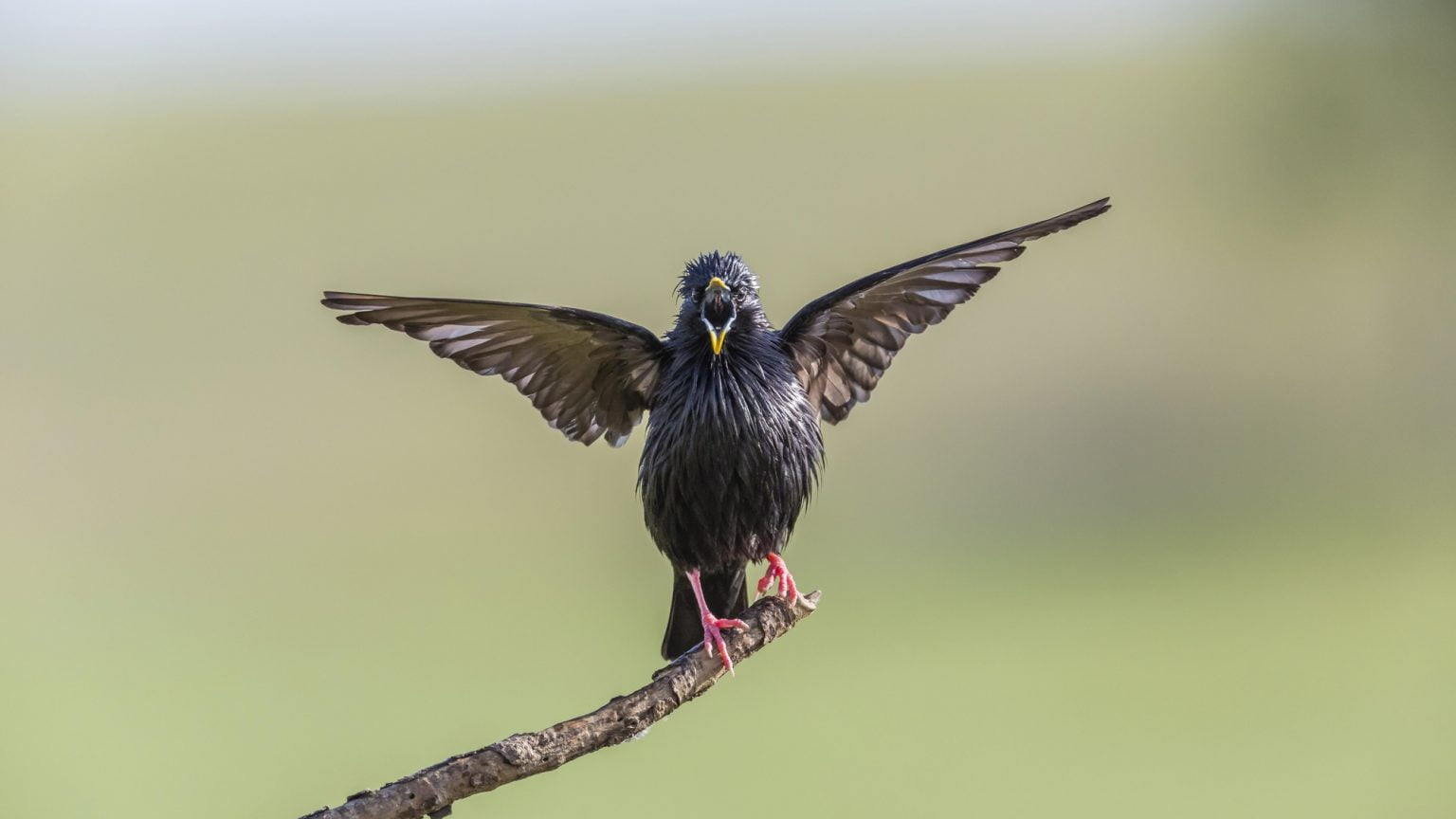 Baby Starling Food