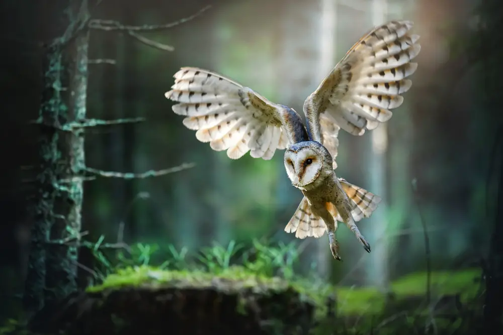 The Science Behind Owl Legs: Why Do Owls Have Long Legs? - Chirper Birds