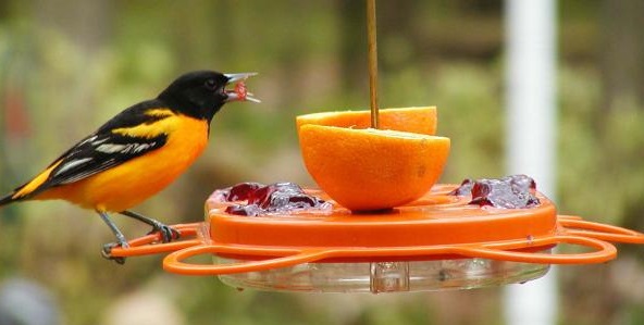 Best Oriole Bird Feeders