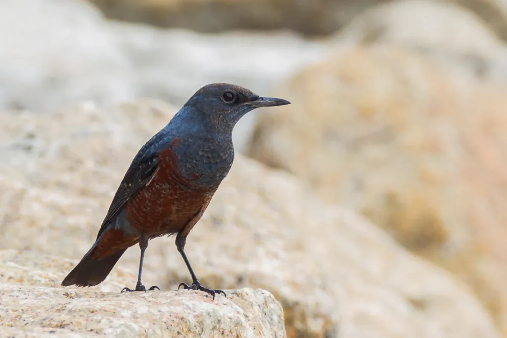 Blue Rock Thrush Monticola solitarius