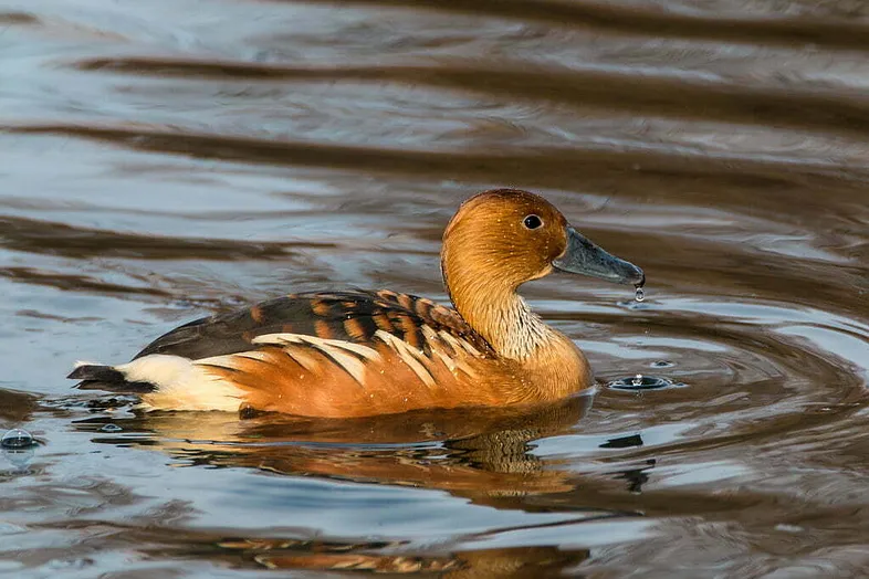 Fulvous Whistling Duck Dendrocygna bicolor