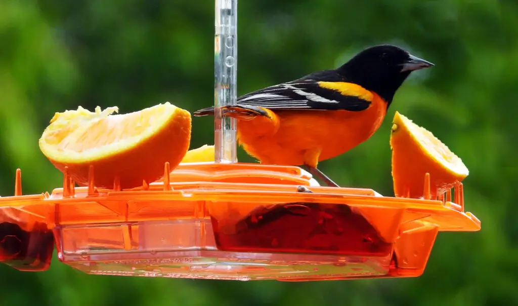 Lil Sweety Oriole Feeder