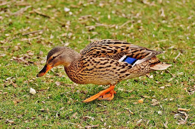 Mallard (Anas platyrhynchos)