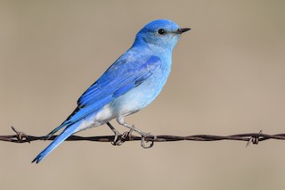 Mountain Bluebird (Sialia currucoides)