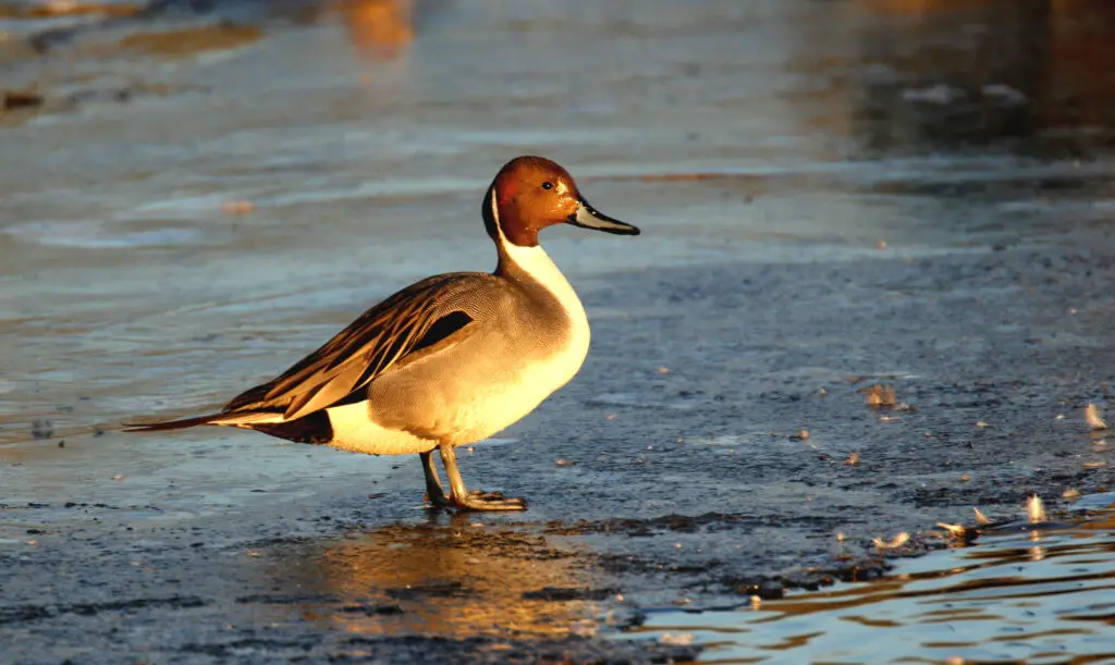 Northern Pintail (Anas acuta)