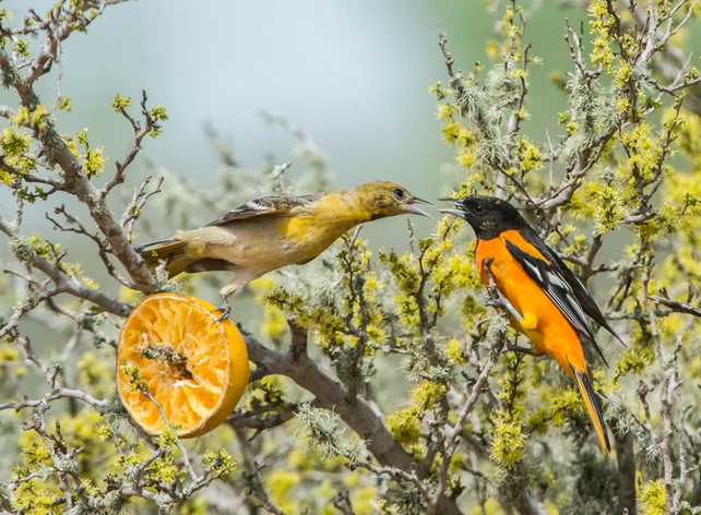 Orioles Vs Robins