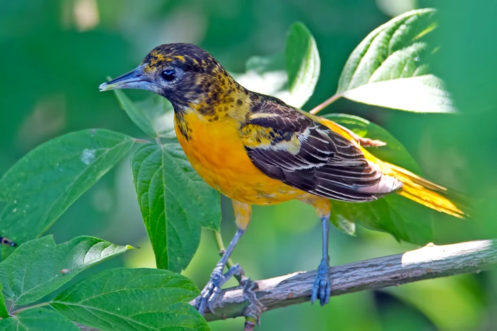 Orioles Vs Robins