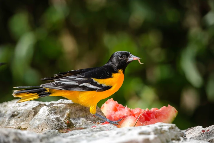 Orioles Vs Robins