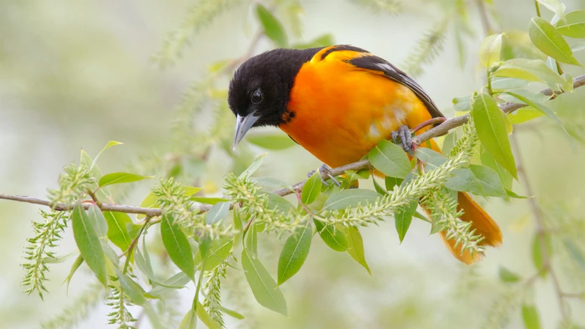 Orioles Vs Robins