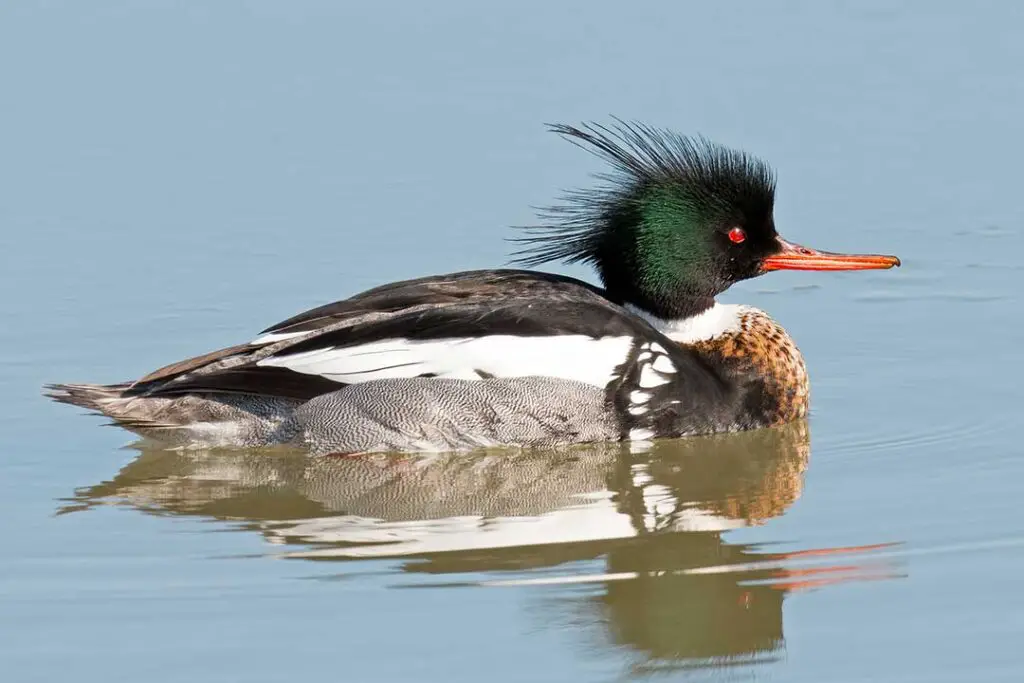 Red-breasted Merganser (Mergus serrator)